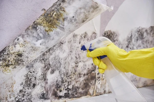 Common Causes of Mold Growth and Effective Remediation Solutions